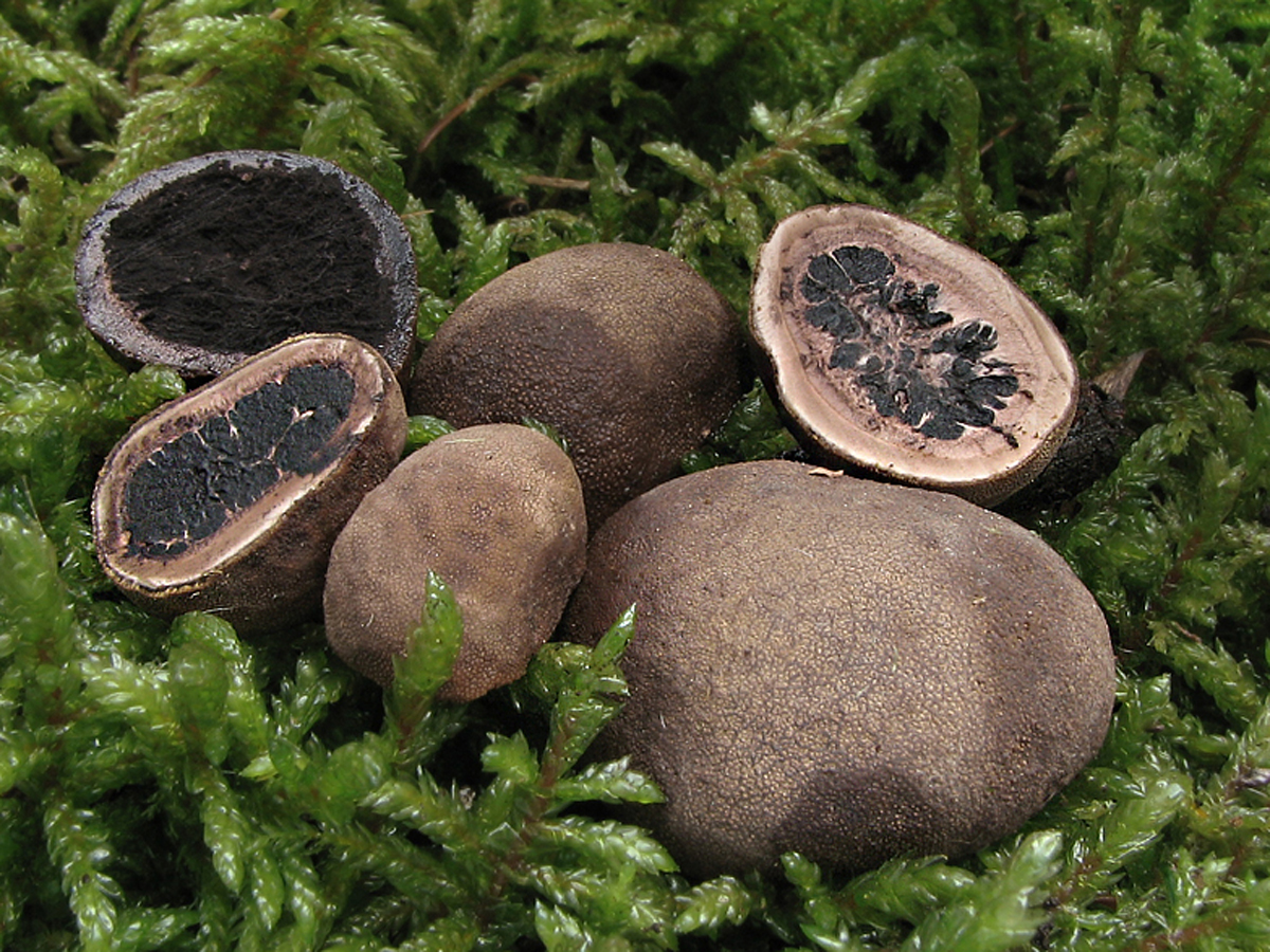 Представитель Класса Eurotiomycetes